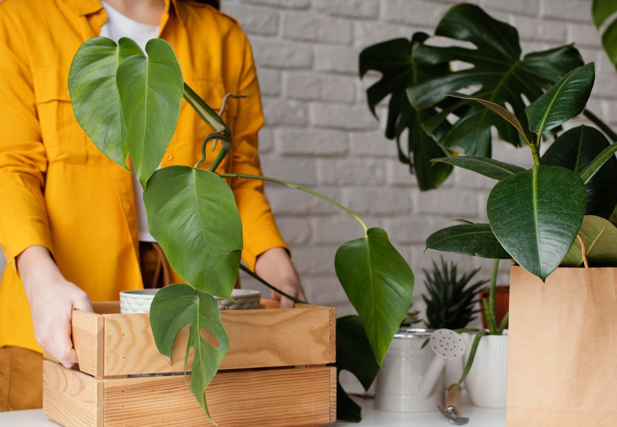 img news trasloco piante